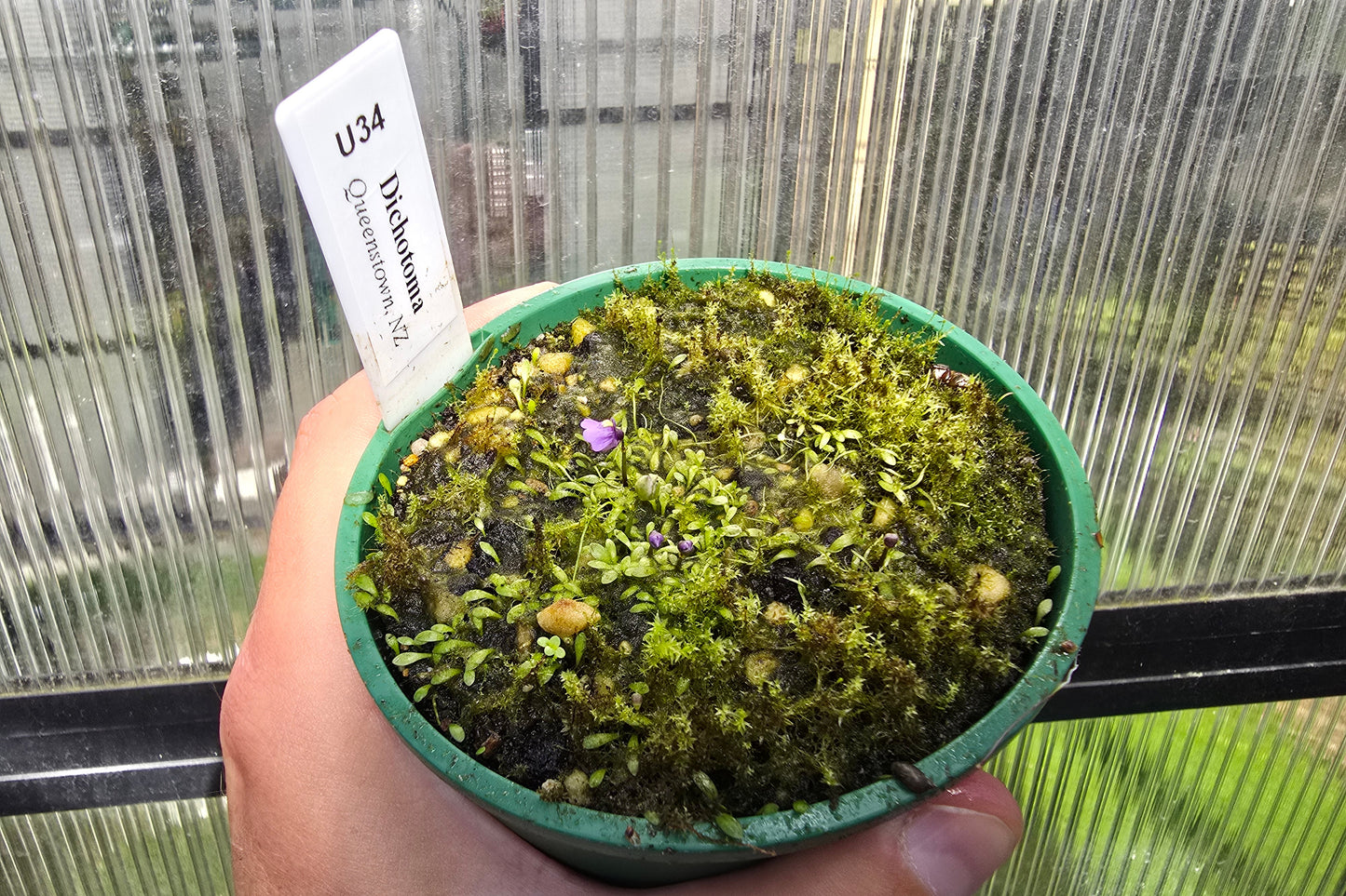 Utricularia dichotoma - Alpine Form (Queenstown, NZ) - Terrestrial Fairy Aprons Bladderwort