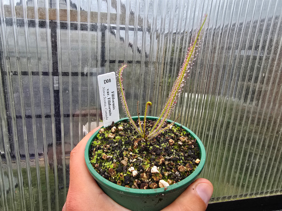 Drosera filiformis var. filiformis (Nova Scotia, Canada) - Thread-Leaf Sundew