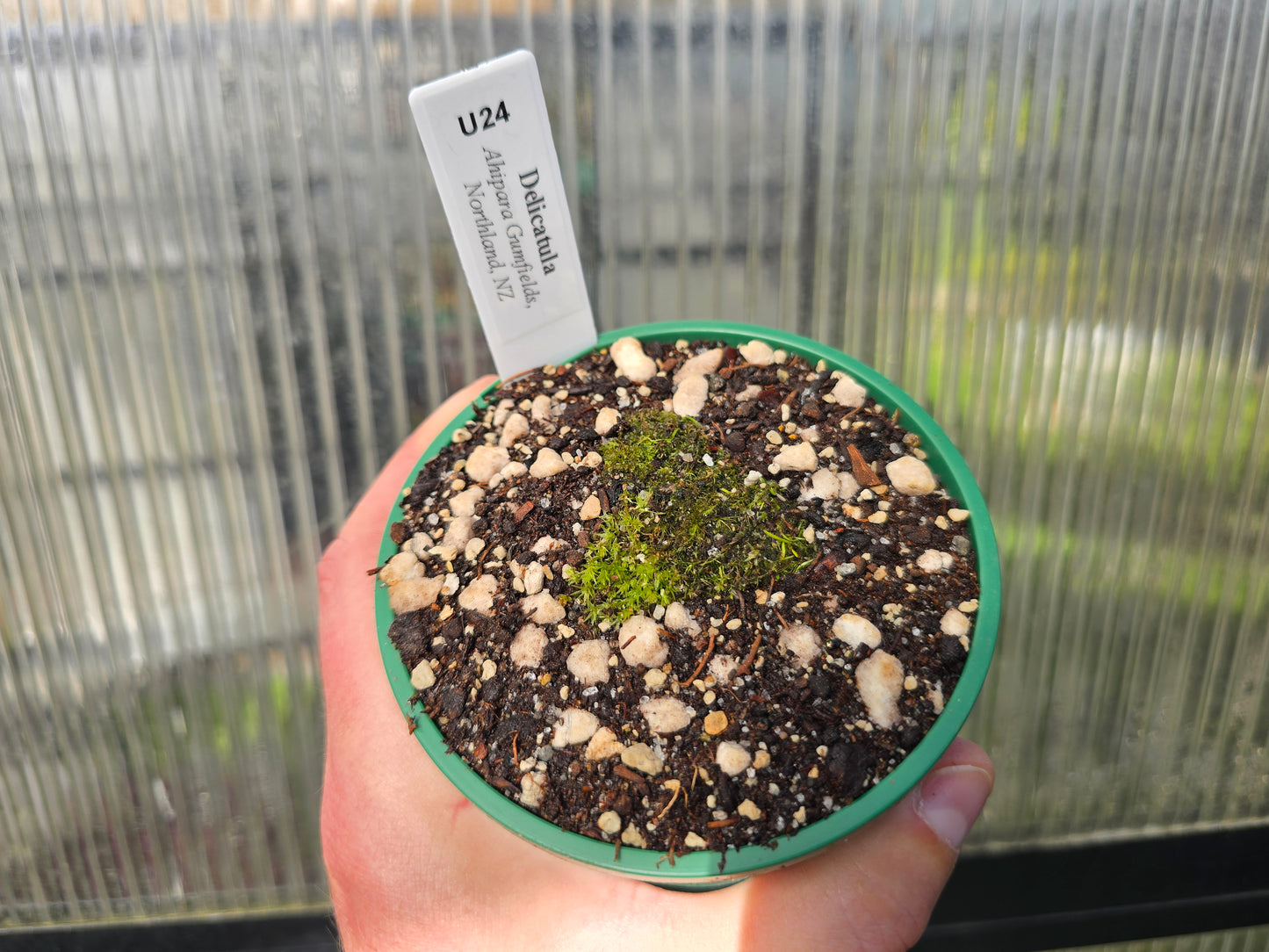 Utricularia delicatula (Ahipara Gumfields, Northland, NZ) - Terrestrial Dainty Bladderwort