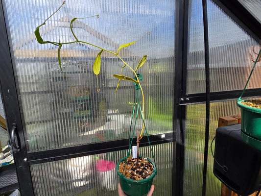 Nepenthes bongso - Highland Tropical Pitcher Plant