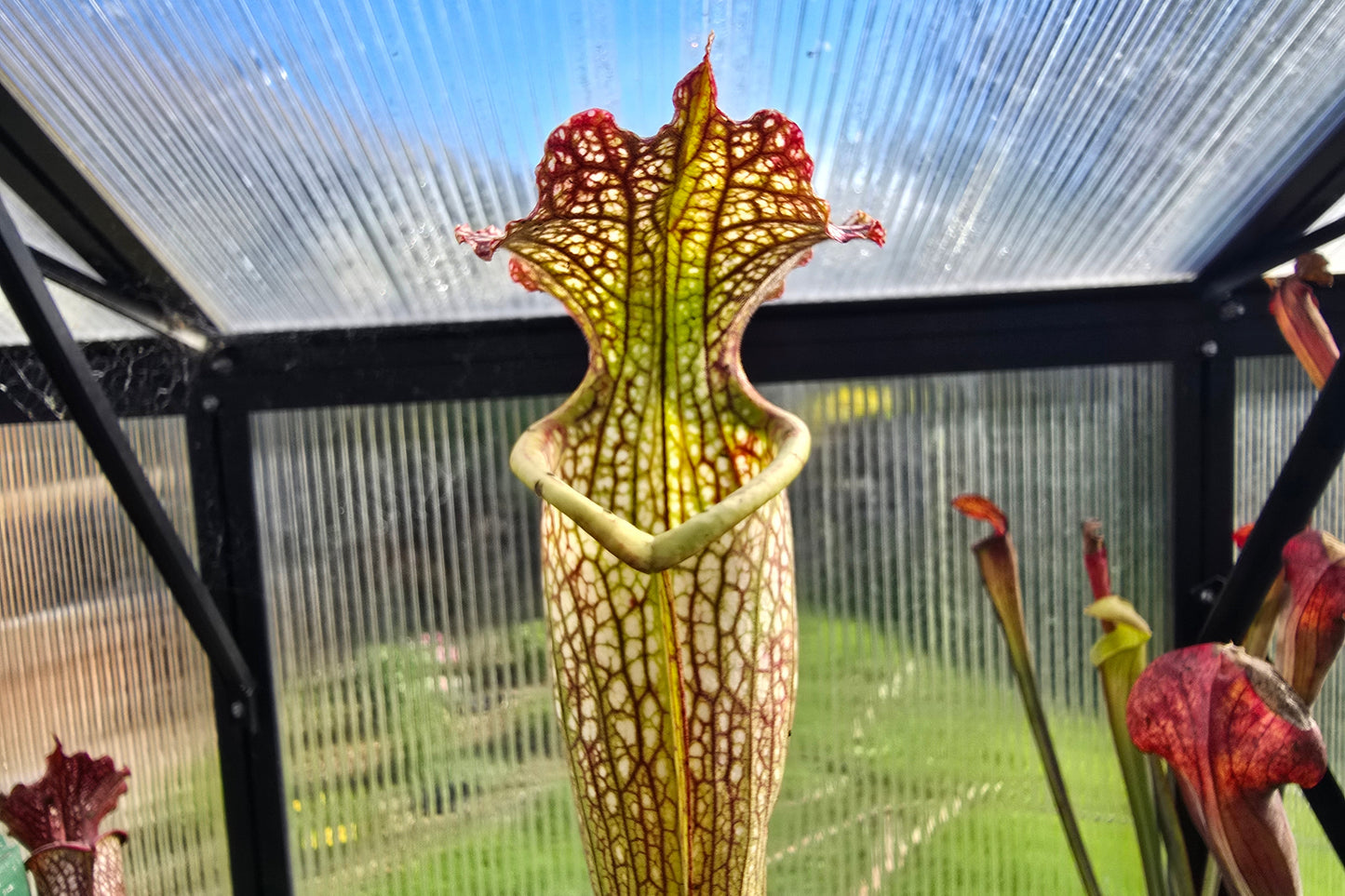 SEED - Sarracenia leucophylla x flava var. flava - American Pitcher Plant - 15+ Per Packet