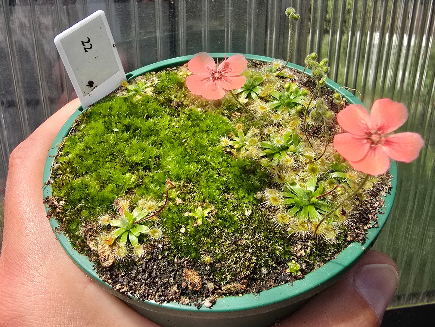 Drosera pulchella - Orange White Form - Pygmy Sundew