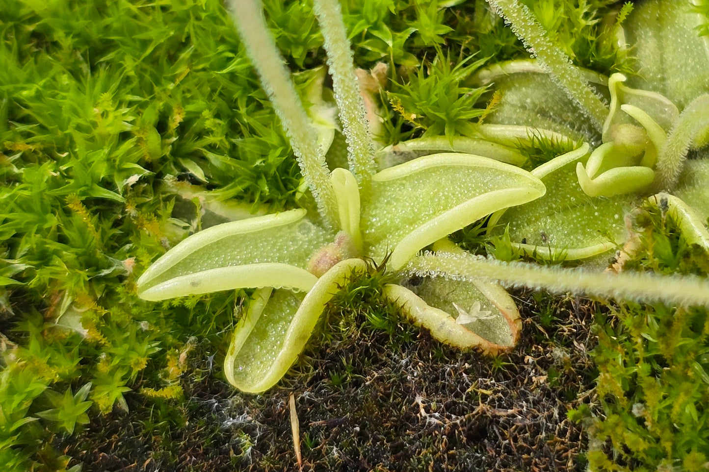 Pinguicula pumila (Wakulla County, Florida, USA) - The Dwarf Butterwort