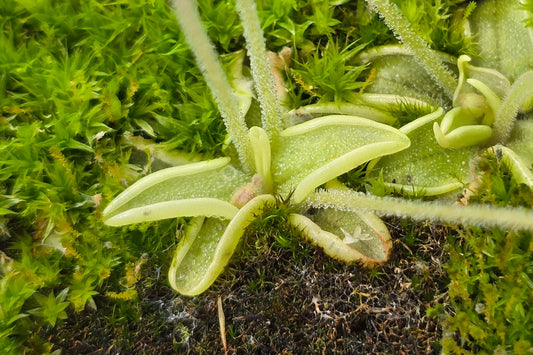Pinguicula pumila (Wakulla County, Florida, USA) - The Dwarf Butterwort