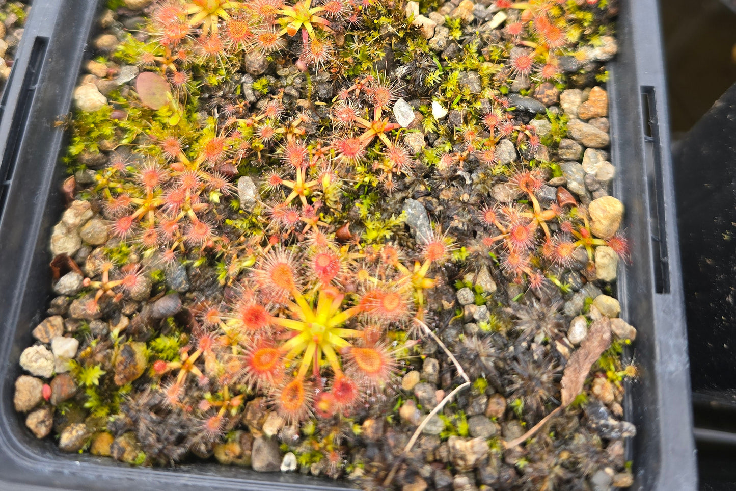 Drosera omissa × pulchella - Pygmy Sundew