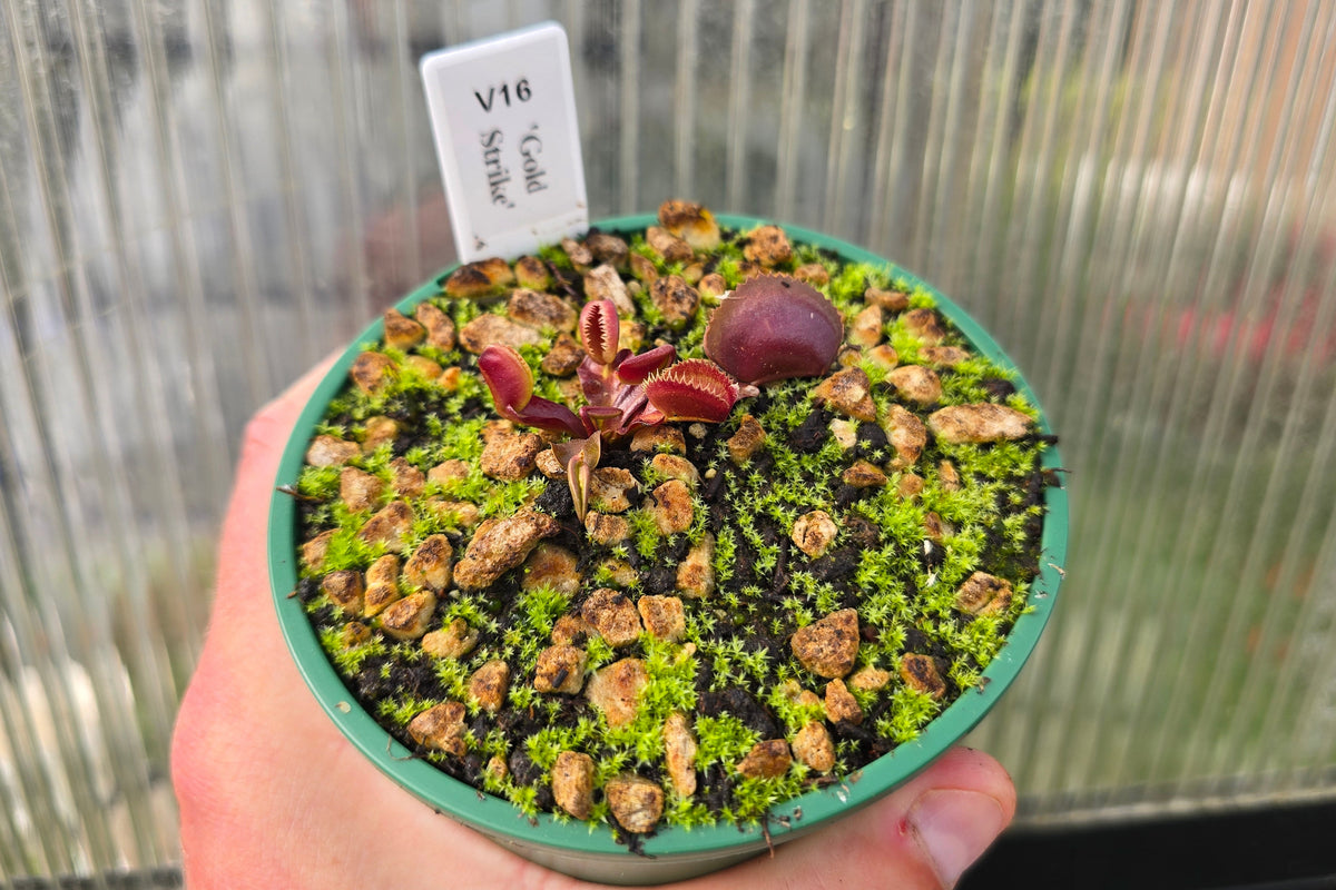 Dionaea muscipula 'Gold Strike' - Venus Fly Trap