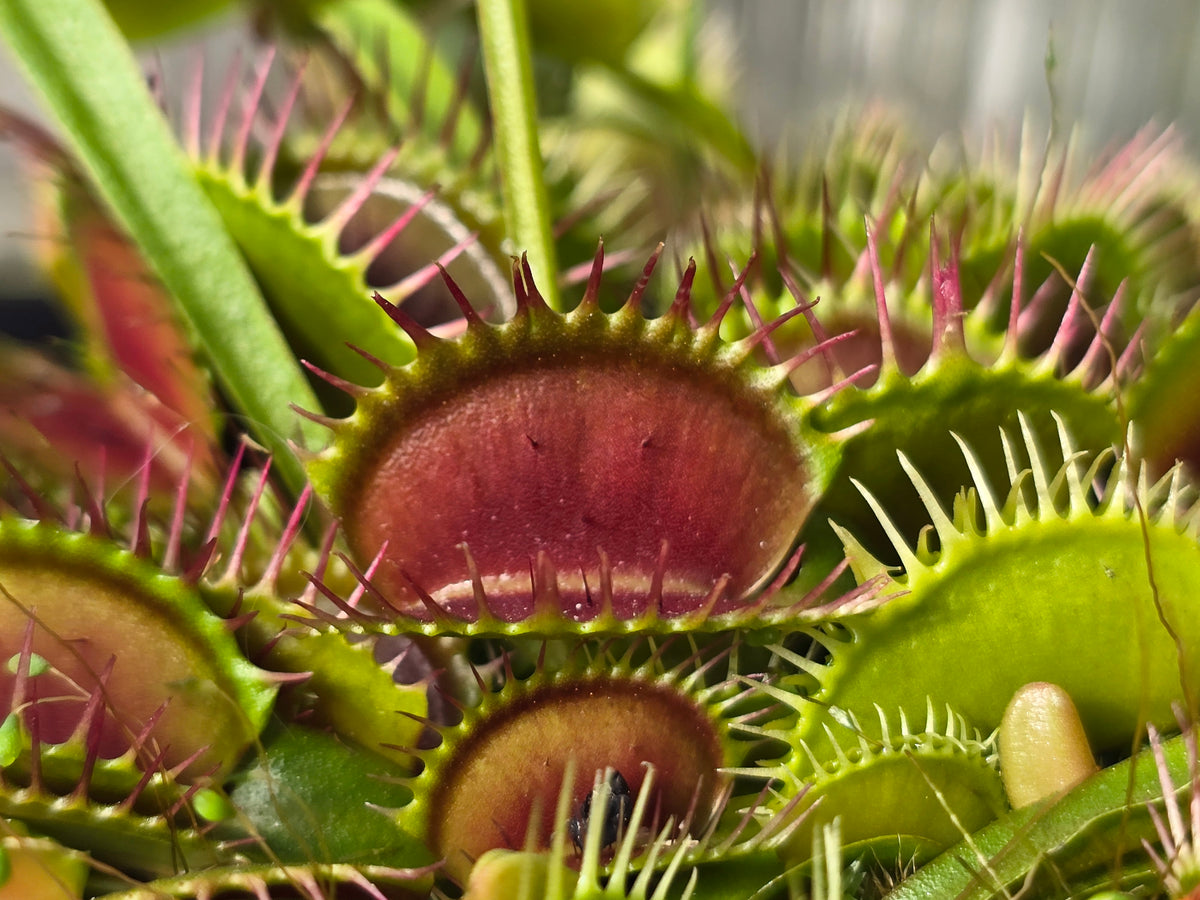Dionaea muscipula 'DC XL’ - Venus Fly Trap