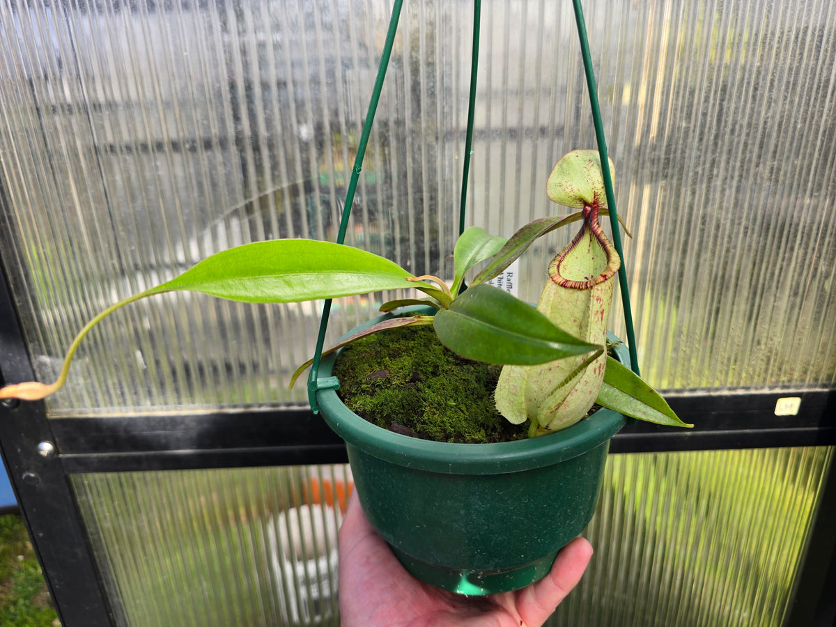 Nepenthes rafflesiana 'White Form x Tricolour Form' - Lowland Tropical Pitcher Plant
