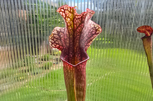 Sarracenia 'Judith Hindle' - American Pitcher Plant