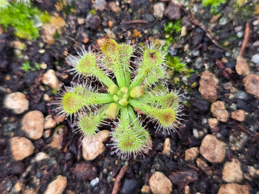 Drosera 'Tokaiensis' - Sundew