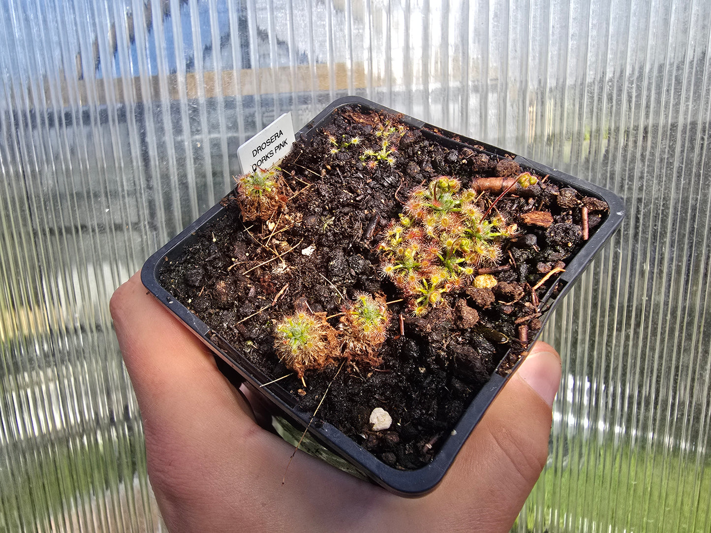 Drosera 'Dork's Pink' - Pygmy Sundew