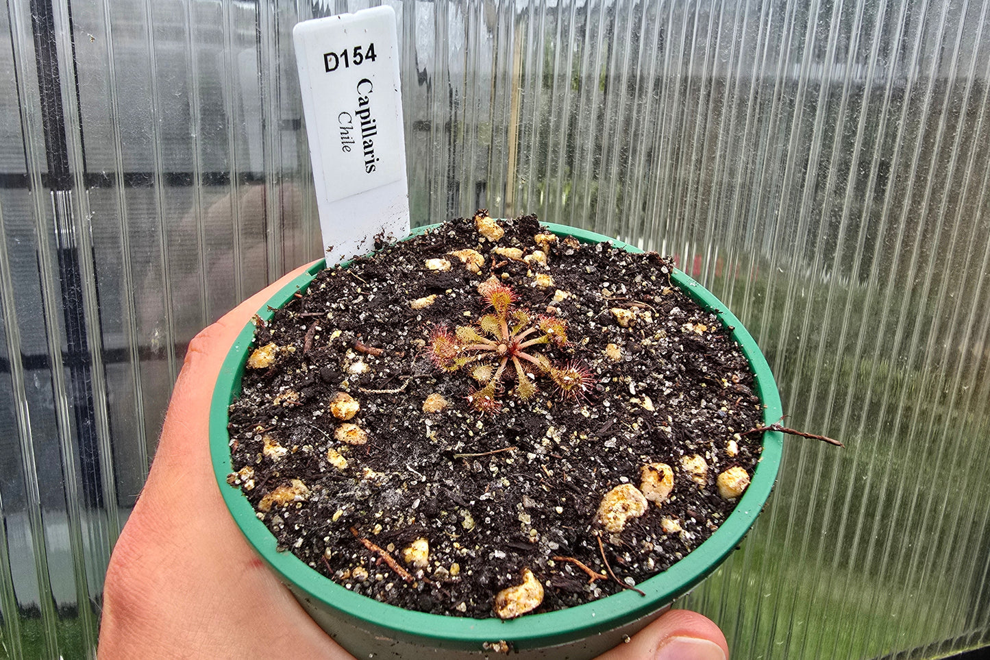 Drosera capillaris (Chile) - The Pink Sundew