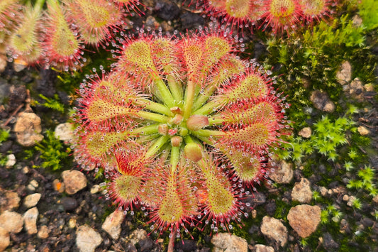 Drosera 'Tokaiensis' - Sundew