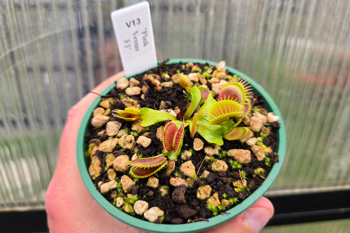 Dionaea muscipula 'Pink Venus' F1 - Venus Fly Trap