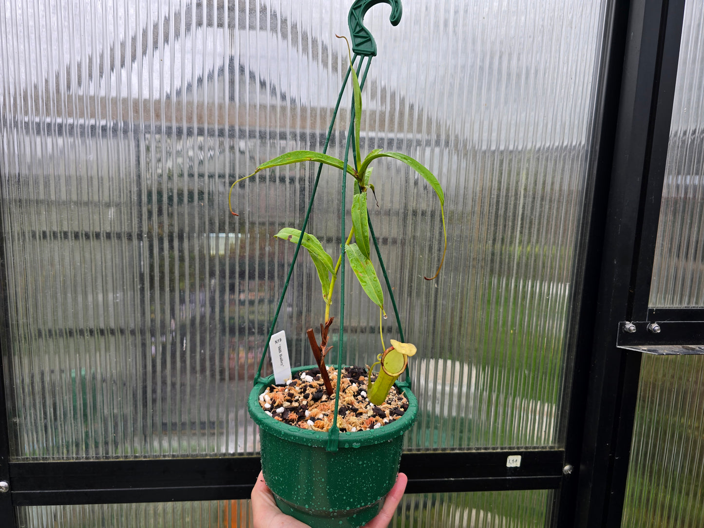 Nepenthes 'Bill Bailey' - BE-3820 - Highland Tropical Pitcher Plant