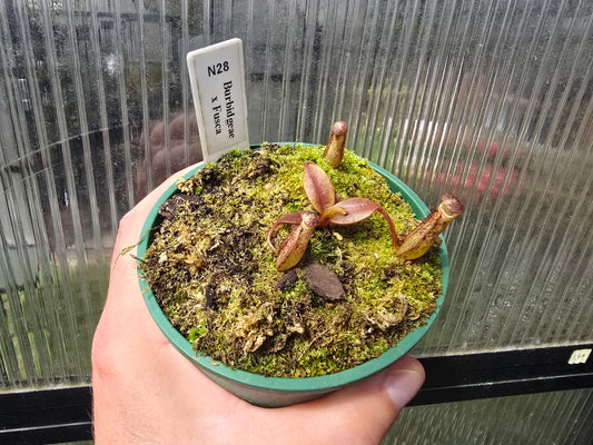 Nepenthes burbidgeae x fusca  - Intermediate Tropical Pitcher Plant