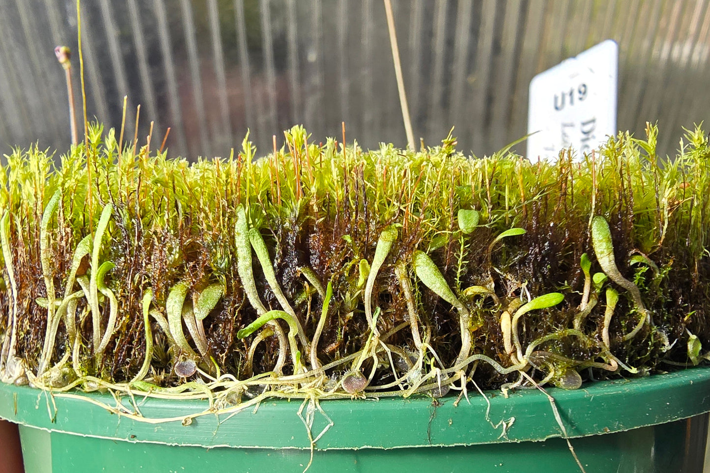 Utricularia dichotoma - Central N.I. Montane Form (Lake Rotoaira, Taupo, NZ) - Terrestrial Bladderwort