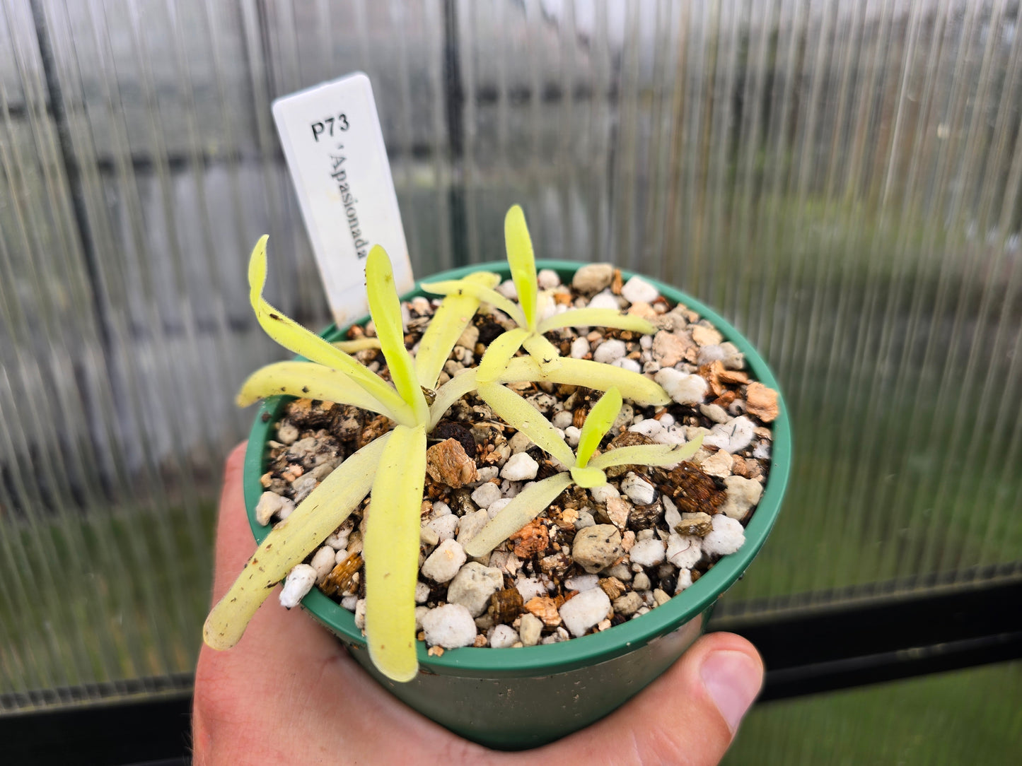 Pinguicula 'Apasionada' - Mexican Butterwort