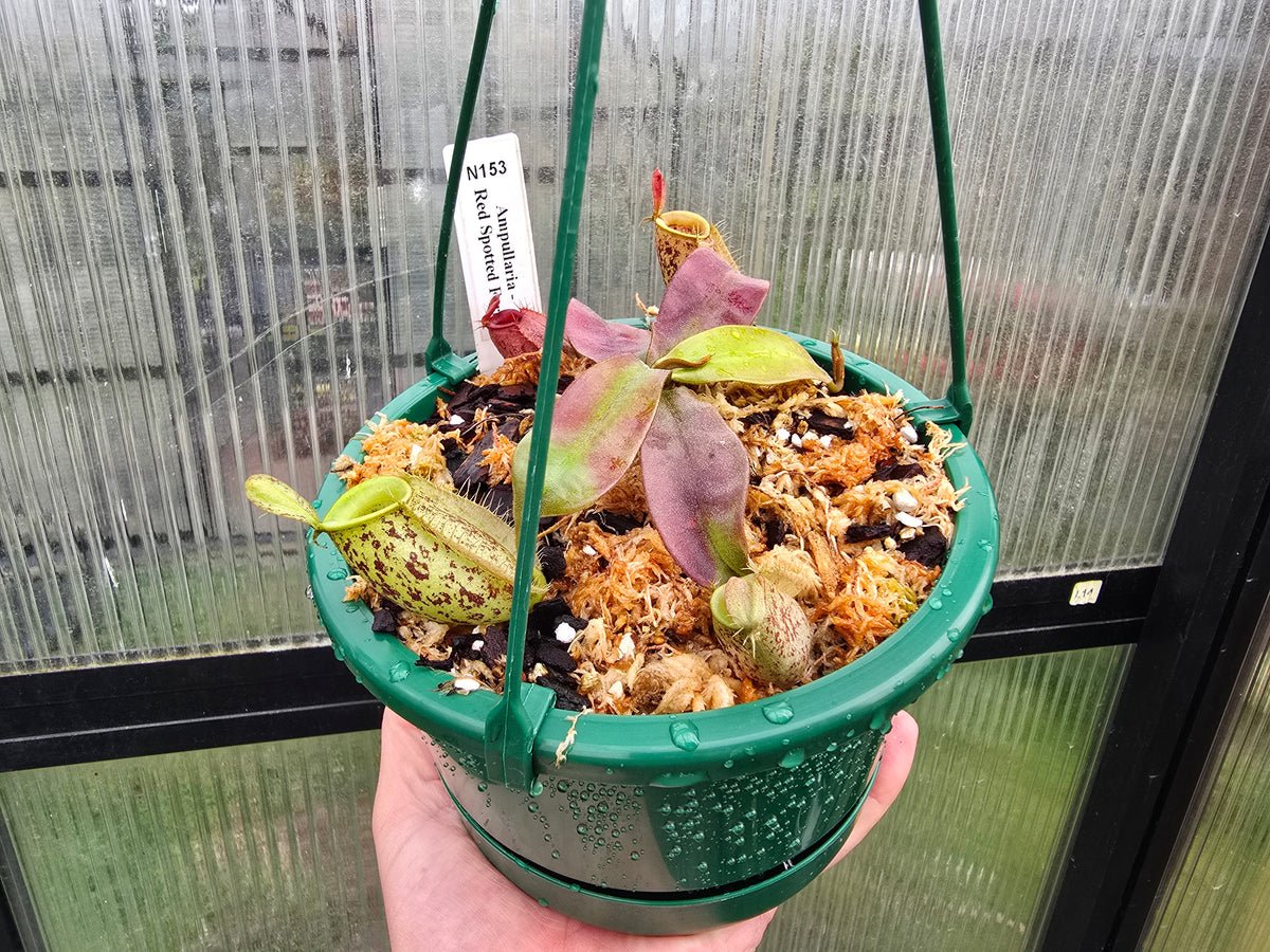 Nepenthes ampullaria 'Red Spotted Form' - Lowland Tropical Pitcher Plant