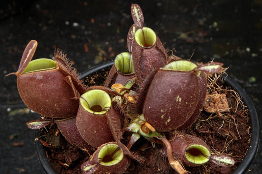 Nepenthes ampullaria 'Black Miracle' - Lowland Tropical Pitcher Plant