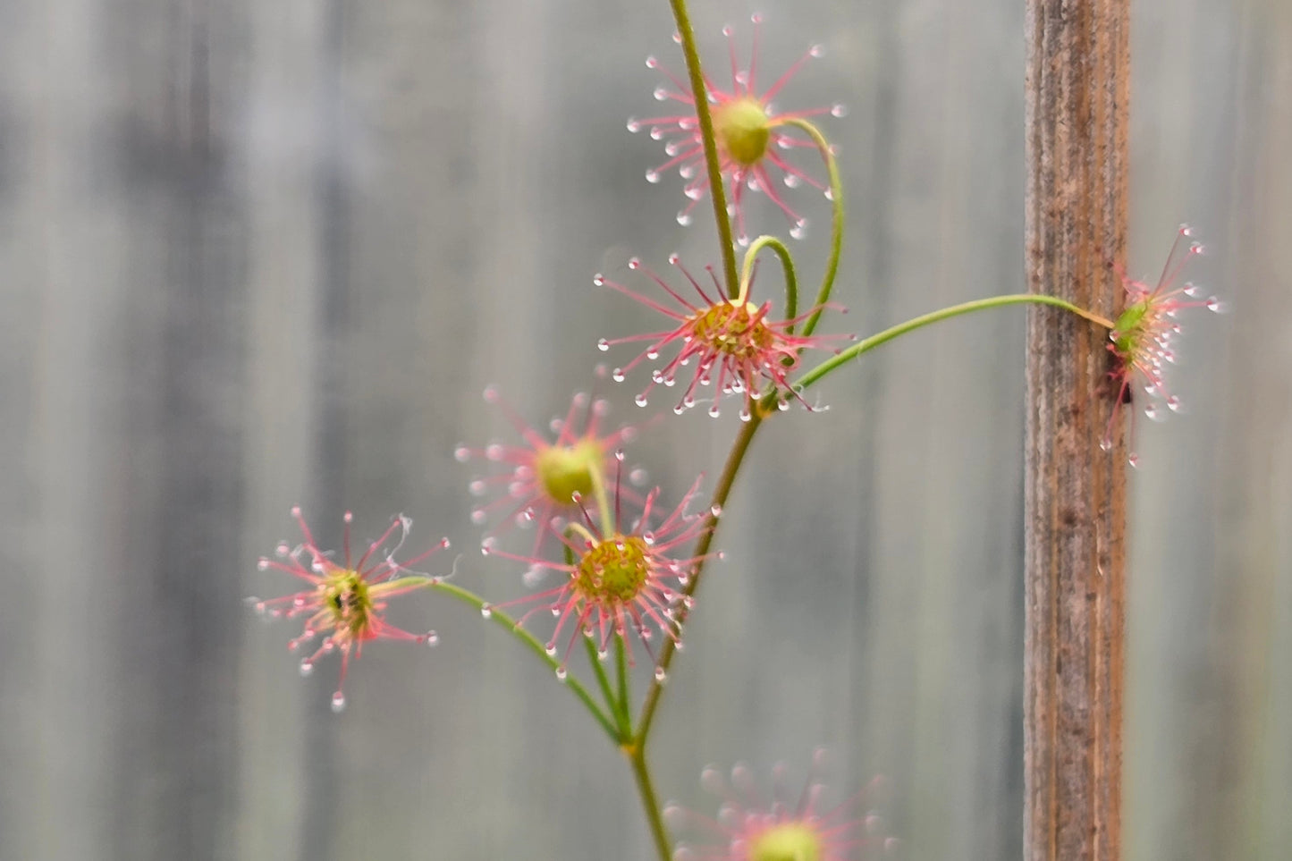 Drosera moorei - Tuberous Sundew