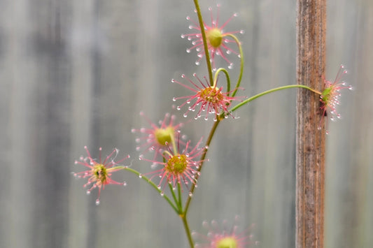 Drosera moorei - Tuberous Sundew