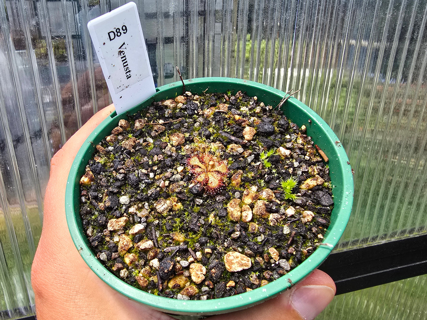 Drosera venusta - The Elegant Sundew