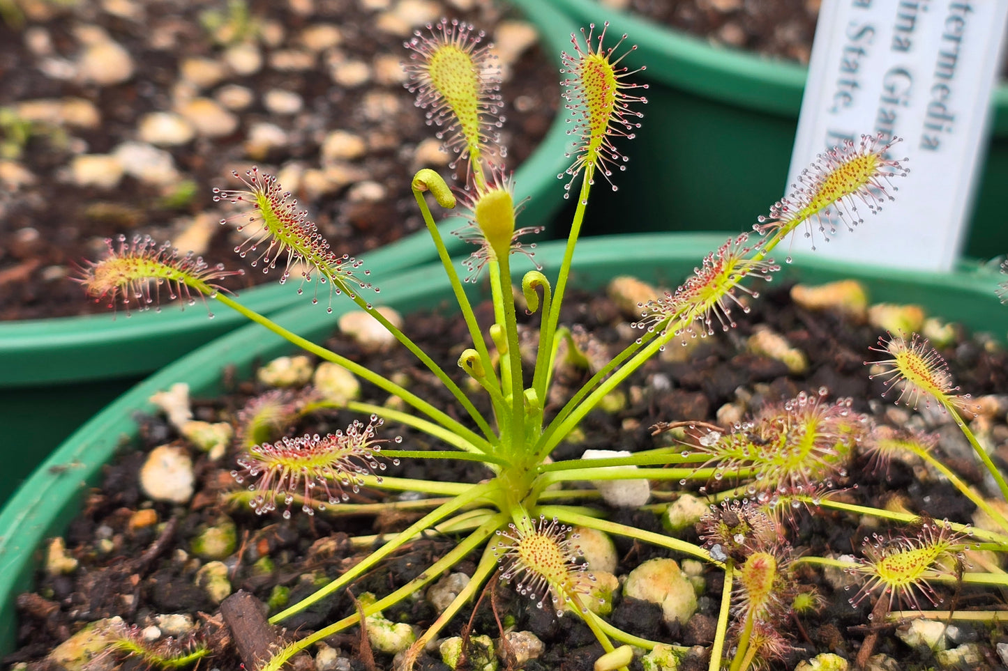 Drosera intermedia 'Carolina Giant' x 'Roraima State, Brazil' - The Oblong-leaved Sundew