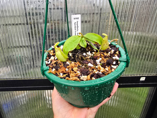 Nepenthes ampullaria 'Red Speckled Form' - Lowland Tropical Pitcher Plant