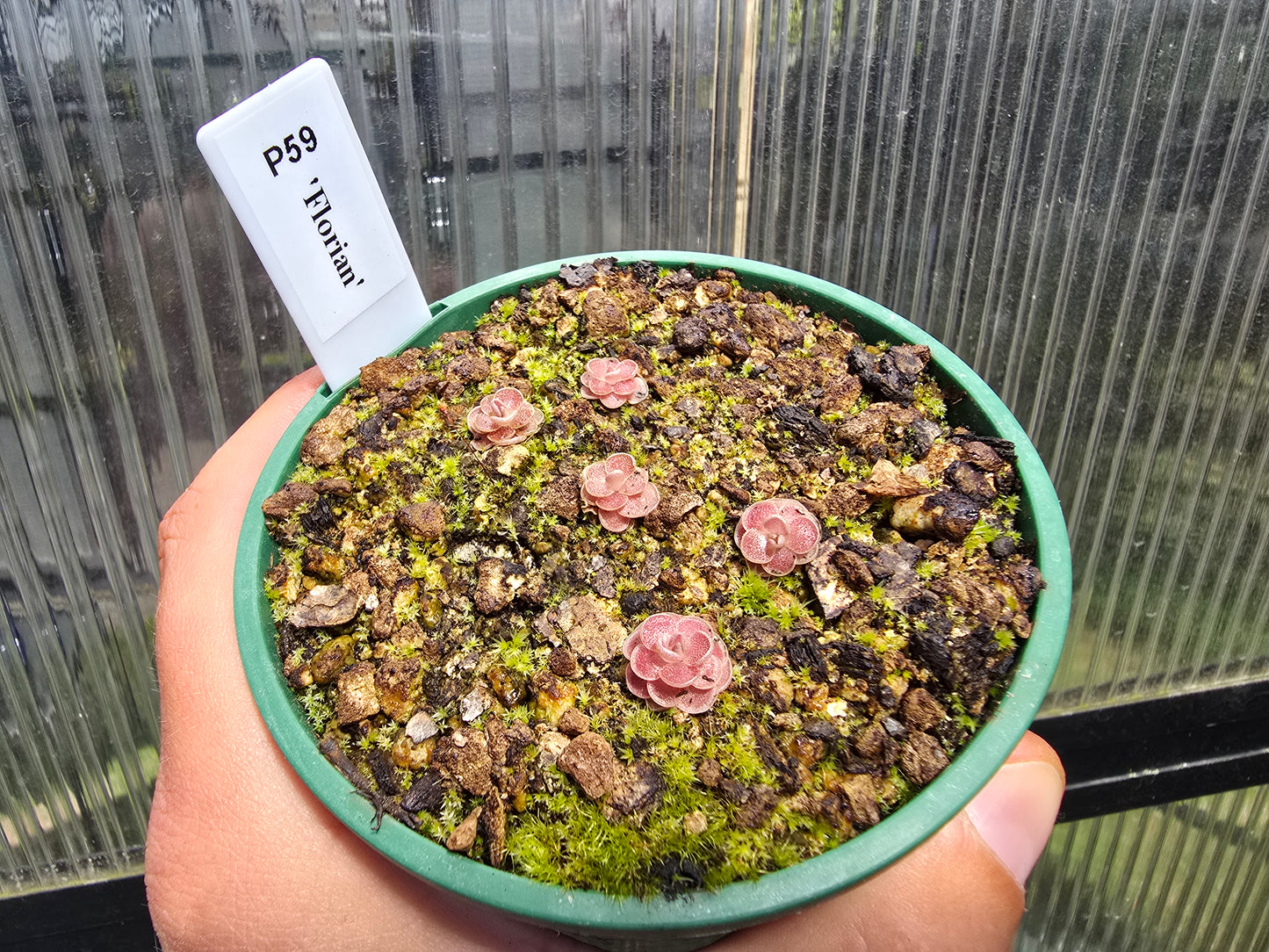 Pinguicula 'Florian' - Mexican Butterwort