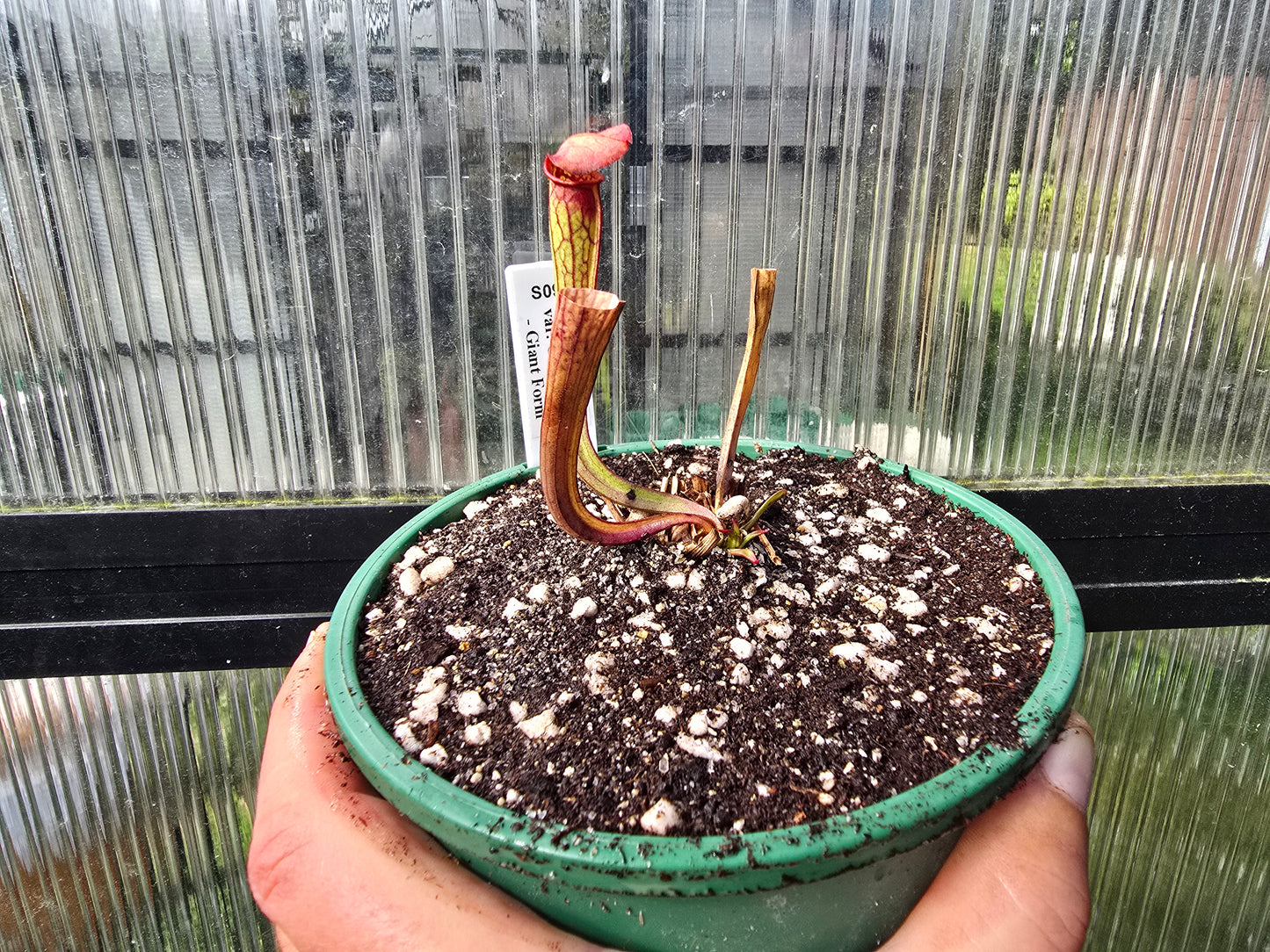 Sarracenia oreophila var. oreophila - 'Giant Form, Red Under Lid In Autumn' - Green Pitcher Plant