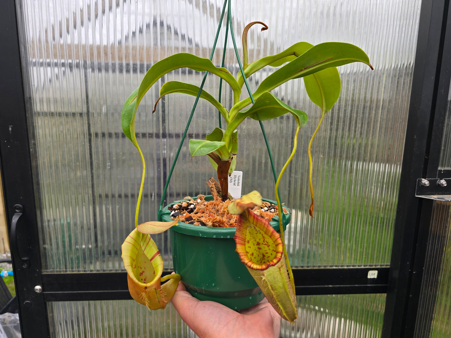 Nepenthes Veitchii Hybrid (Male) - Intermediate Tropical Pitcher Plant