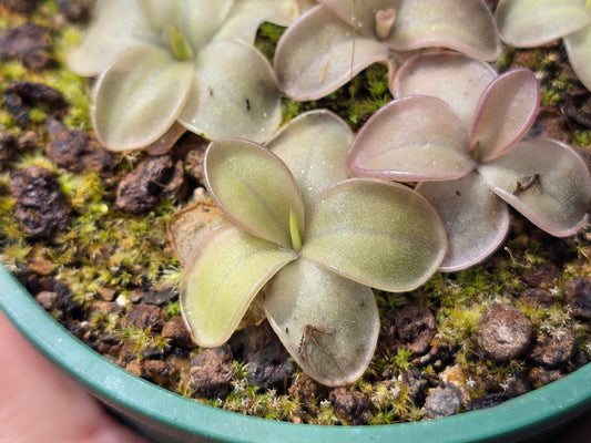 Pinguicula moranensis var. alba x laueana - Mexican Butterwort