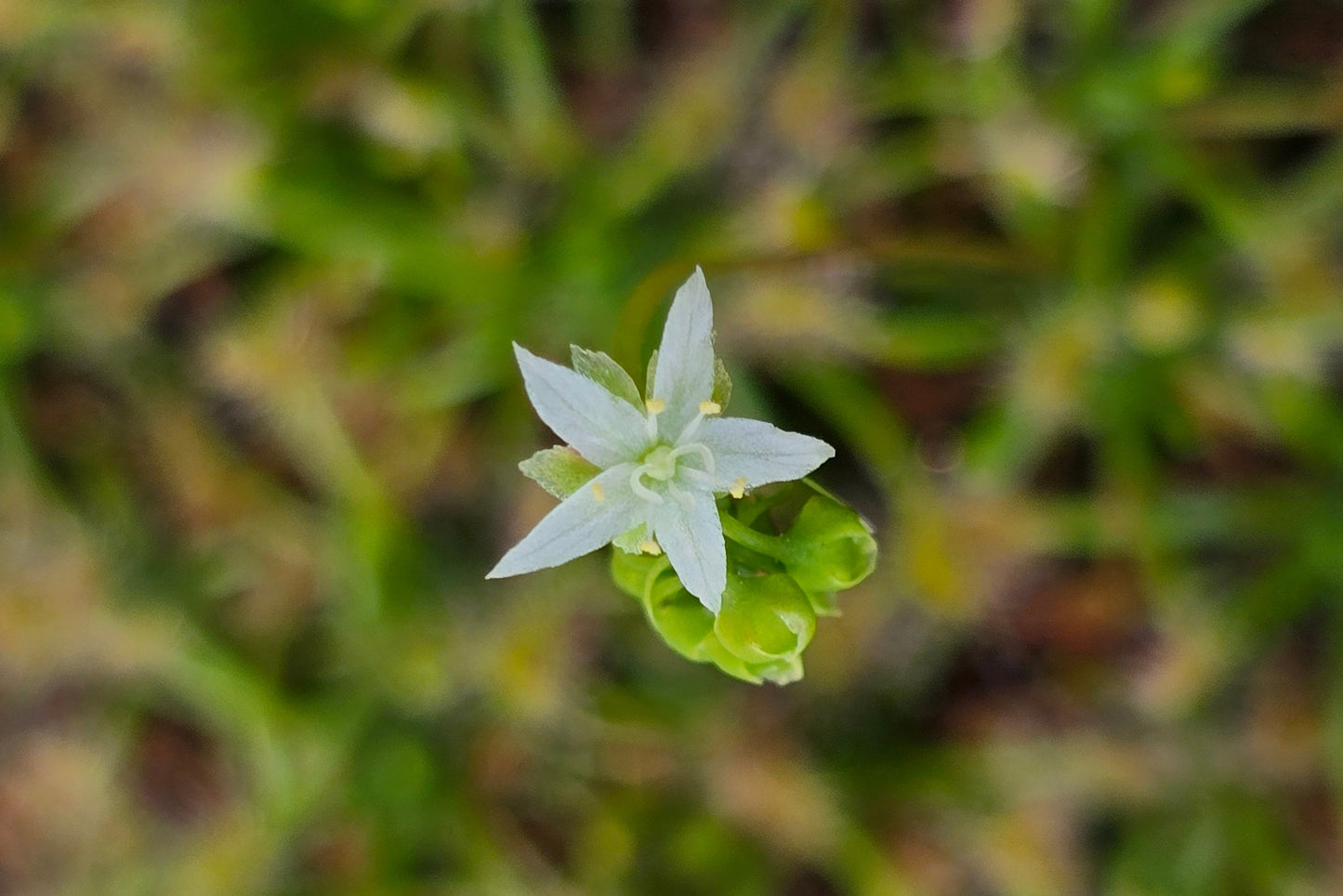 Drosera paleacea - Pygmy Sundew