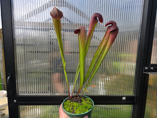 SEED - Sarracenia minor var. okefenokeensis - Hooded Pitcher Plant - 10+ Per Packet