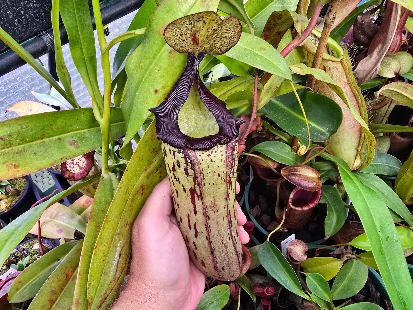 Nepenthes 'Gothica' (Female) - Intermediate Tropical Pitcher Plant