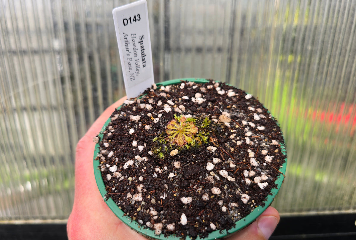 Drosera spatulata (Hawdon Valley, Arthur's Pass, NZ) -  Spatula Sundew