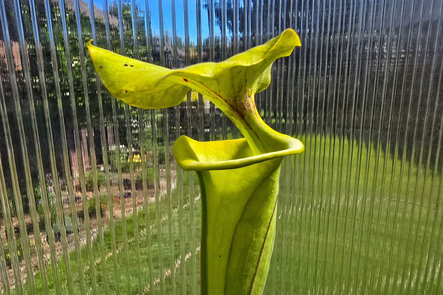 Sarracenia flava var. rugelii (Edmund, Lexington County, South Carolina, USA) - American Pitcher Plant