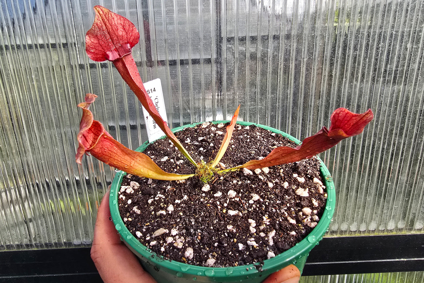 Sarracenia 'Chelsonii' - Maroon Form - American Pitcher Plant