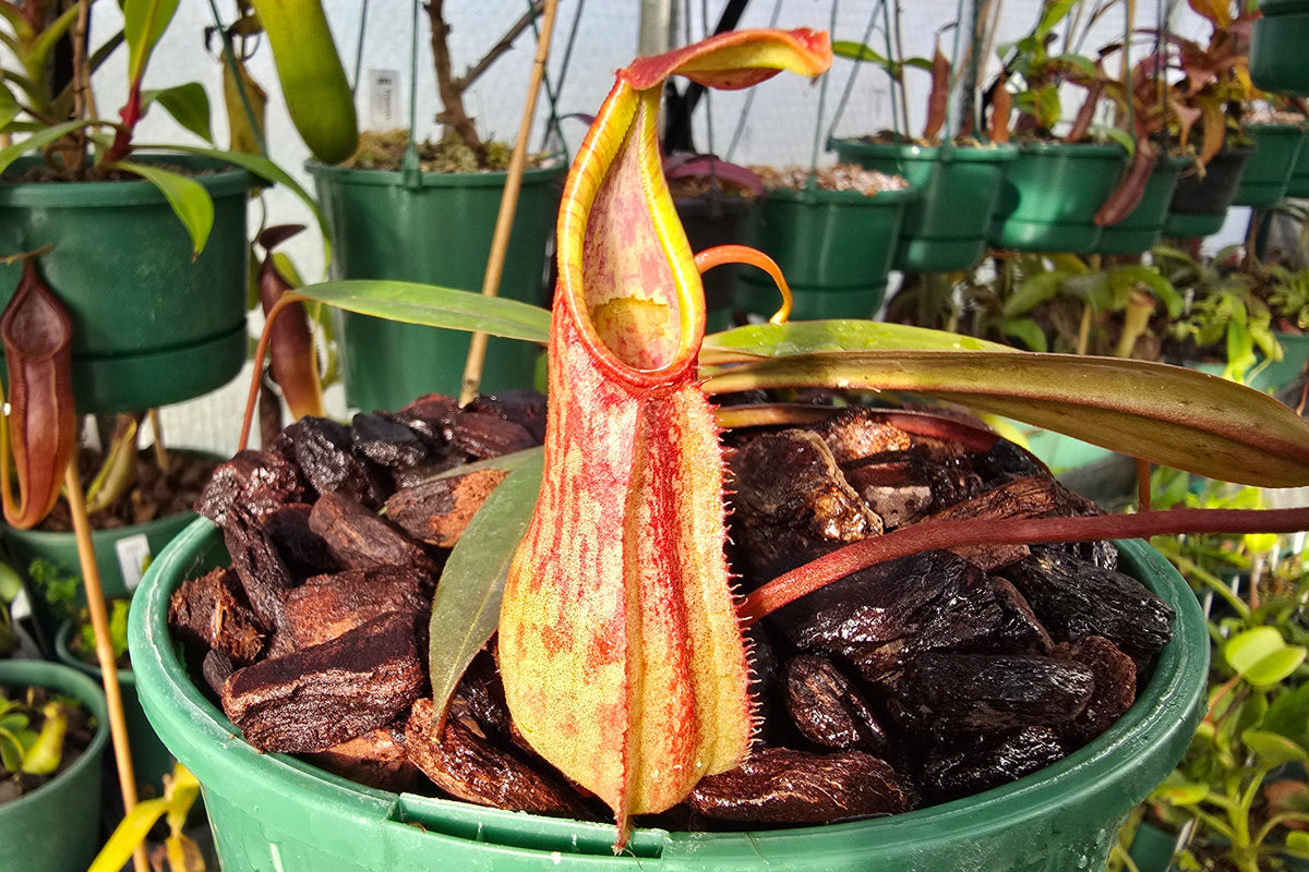 Nepenthes justinae - Intermediate Tropical Pitcher Plant