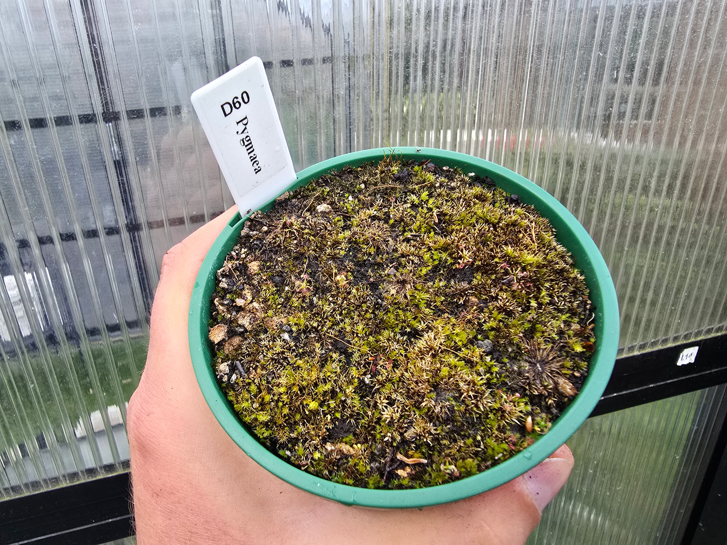 Drosera pygmaea - Pygmy Sundew