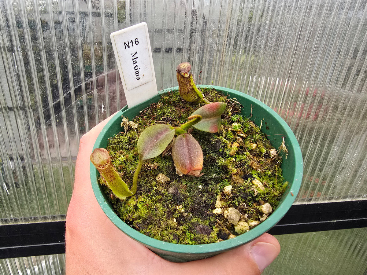 Nepenthes maxima - Intermediate Tropical Pitcher Plant