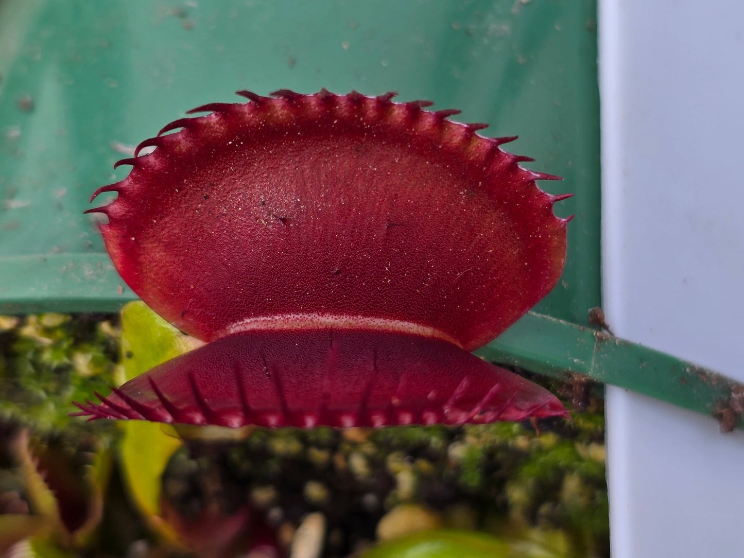 Dionaea muscipula 'Adentate' F1 - Venus Fly Trap