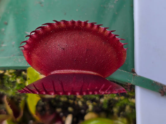 Dionaea muscipula 'Adentate' F1 - Venus Fly Trap