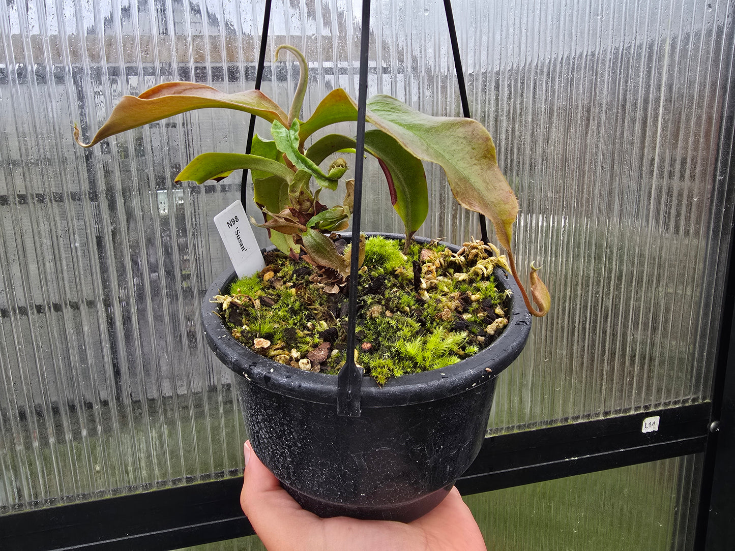 Nepenthes 'Susan' - BE-3737 - Lowland Tropical Pitcher Plant