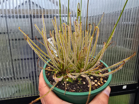 Drosera filiformis var. filiformis (Nova Scotia, Canada) - Thread-Leaf Sundew