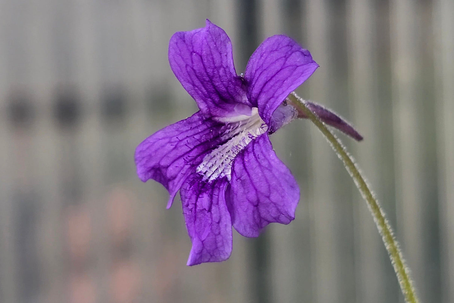 Pinguicula grandiflora - Cold Temperate Large-Flowered Butterwort