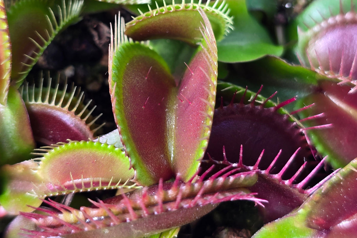 Dionaea muscipula 'Akai Ryu' "Red Dragon" - Venus Fly Trap