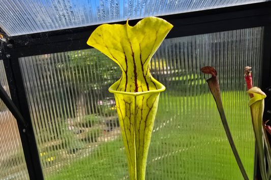 Sarracenia alata x oreophila (Texas, USA) - American Pitcher Plant