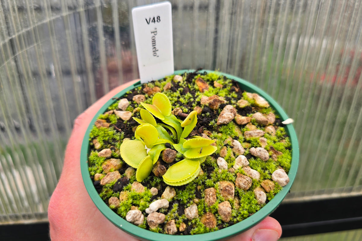Dionaea muscipula 'Pomelo' - Venus Fly Trap